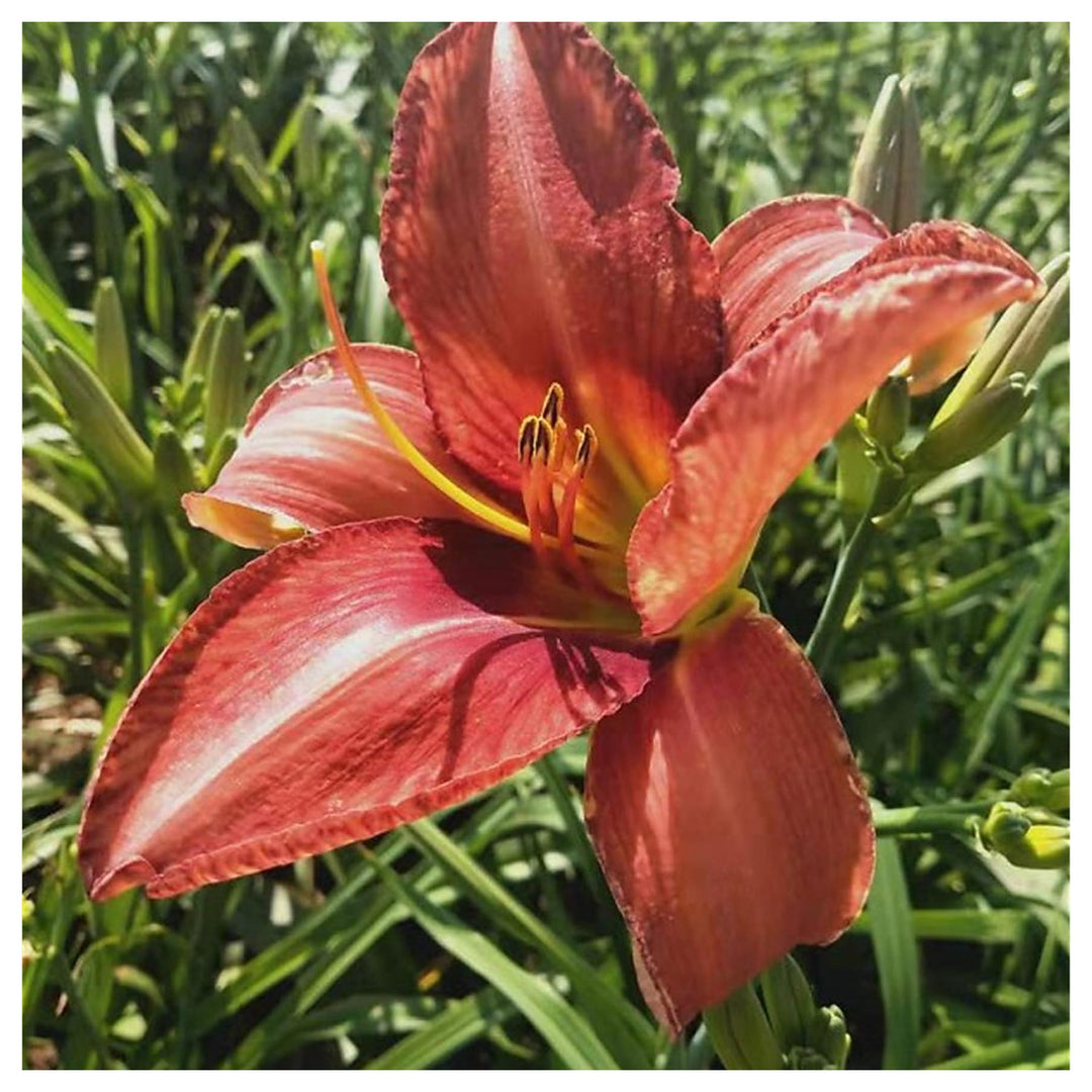Daylily Hemerocallis Spp For Planting Flower Seeds for Home Garden Planting, Landscape Organic | Neera Seeds product photo [neera-v4-893581697dae3e69995c]
