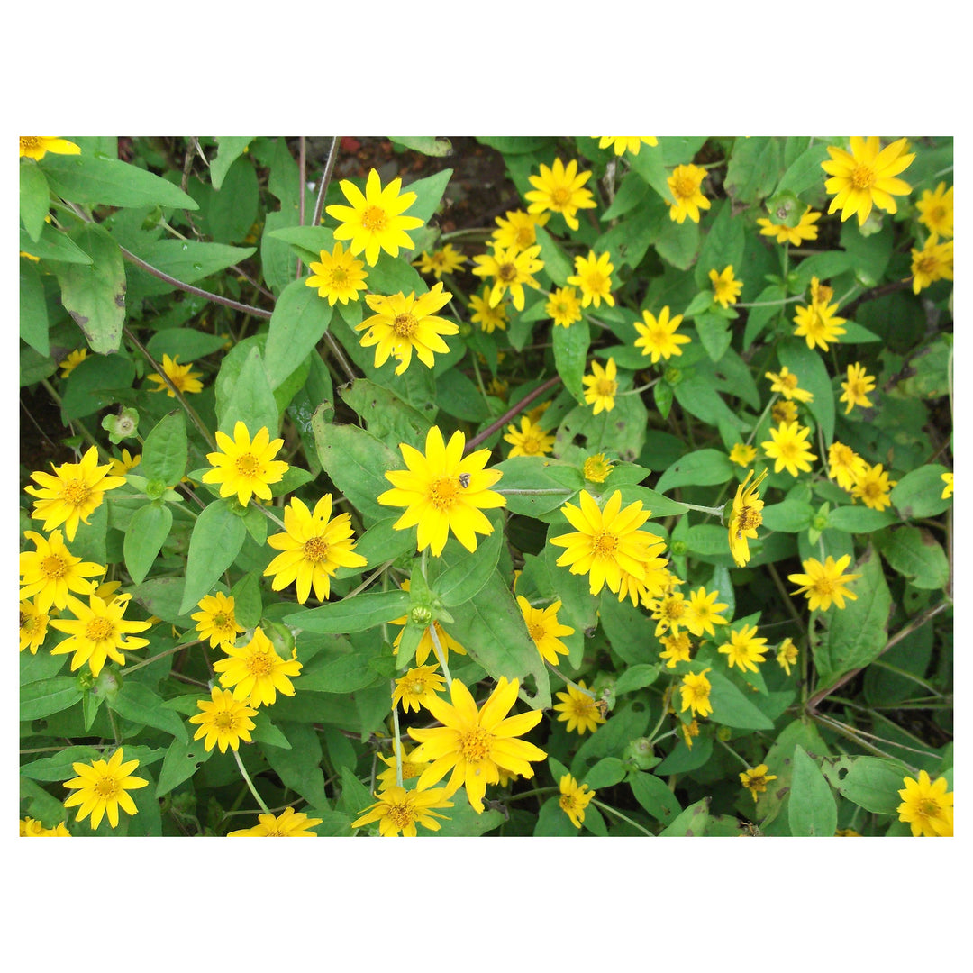 Heirloom Non-GMO Melampodium Paludosum Flower Seeds for Planting – Bright Compact Blooms for Garden Borders | Neera Seeds product photo [neera-v4-8939b0e3f027c5c2e500]