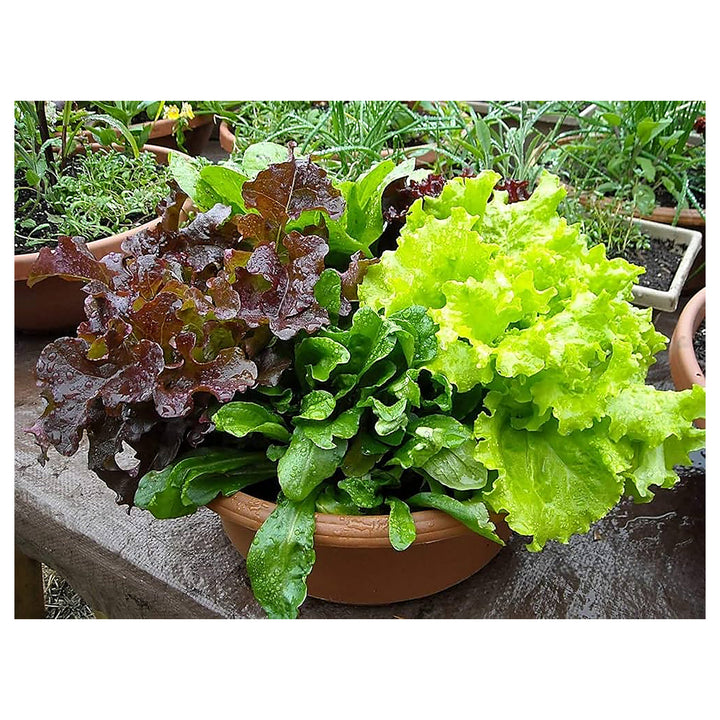 Mixed Lettuce Vegetable Seeds for Planting – Heirloom Non-GMO Organic Garden Seeds, High Germination | Neera Seeds product photo [neera-v4-894304a1f2d7fce5dad4]