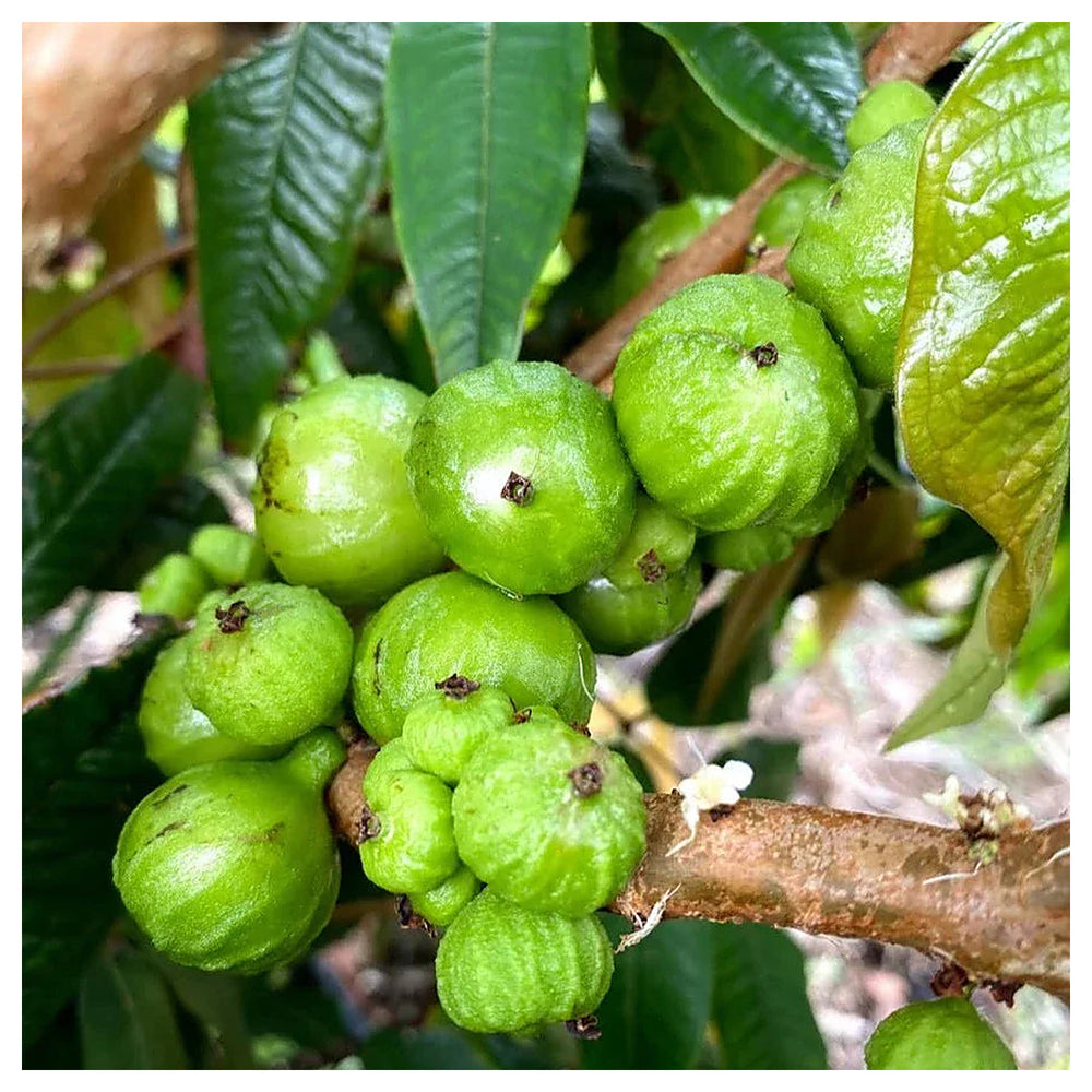 Plinia phitrantha “White Jabuticaba” Fruit Seeds for Planting – Sweet, Grape-Like Fruits, Heirloom & Non-GMO | Neera Seeds product photo [neera-v4-8945a1afe9568bdcd5cf]