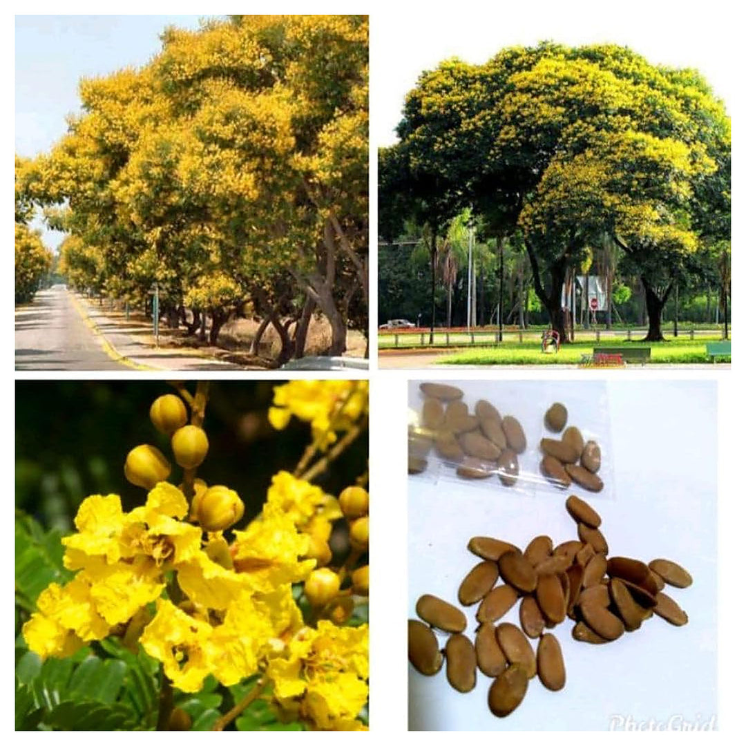 Heirloom Non-GMO Peltophorum Flower Seeds for Planting – Yellow Flame Tree Seeds for Garden Landscaping | Neera Seeds product photo [neera-v4-89584e94f768479220ed]