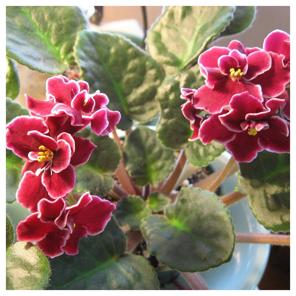 African Violet Flower Seeds Red for Planting - Heirloom, Non-GMO, High Germination Organic Indoor Garden Seeds | Neera Seeds product photo [neera-v4-8971c366fe4495974d28]