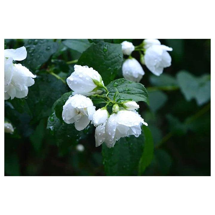 Organic Heirloom Non-GMO White Flowerpot Plant Seeds for Planting – Garden Blooms | Neera Seeds product photo [neera-v4-897a1646ba8eeb0618d8]
