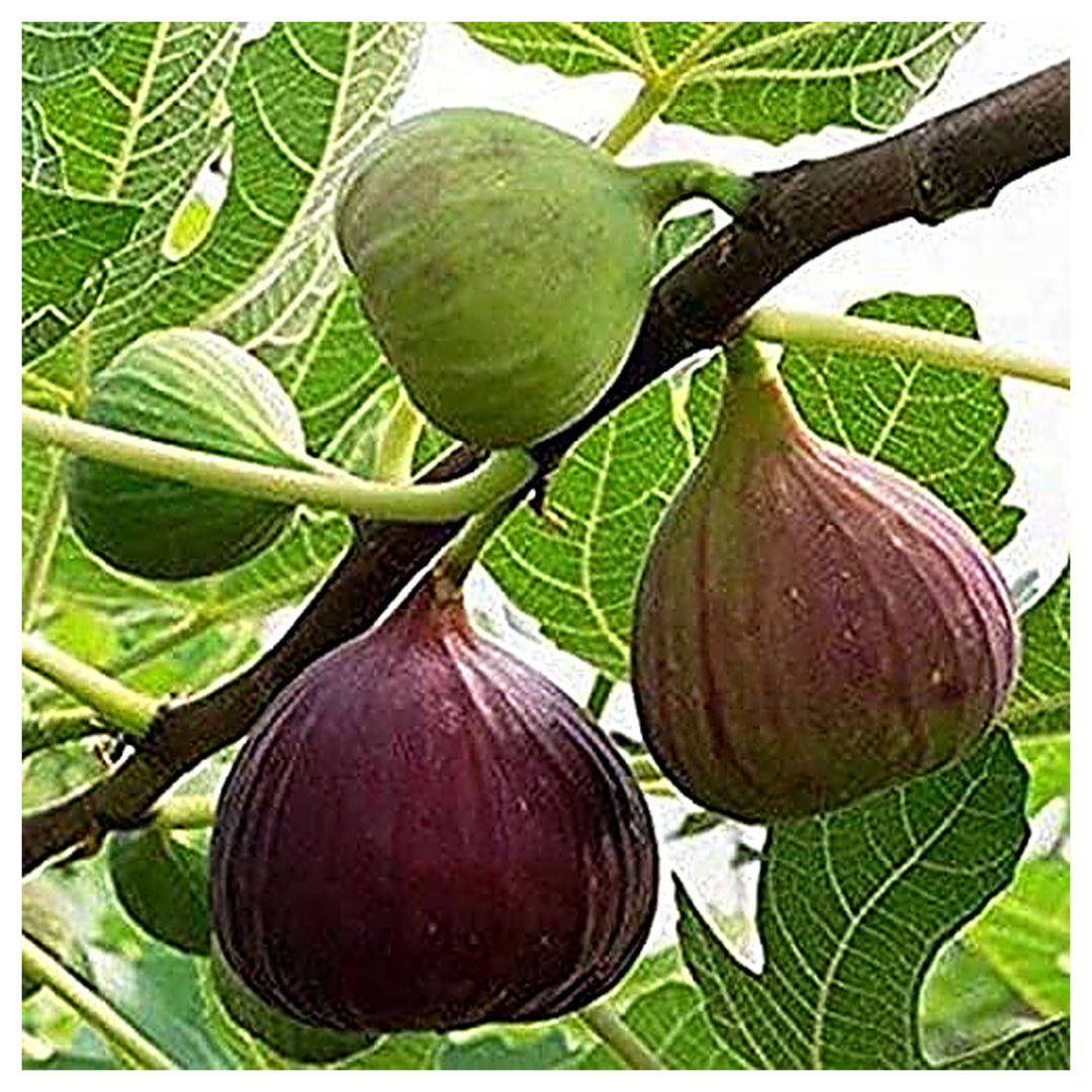 Poona Fig Seeds for Planting – Heirloom, Non-GMO, High Germination Organic Garden Seeds for Sweet, Flavorful Figs | Neera Seeds product photo [neera-v4-898d3716ae69d336854d]