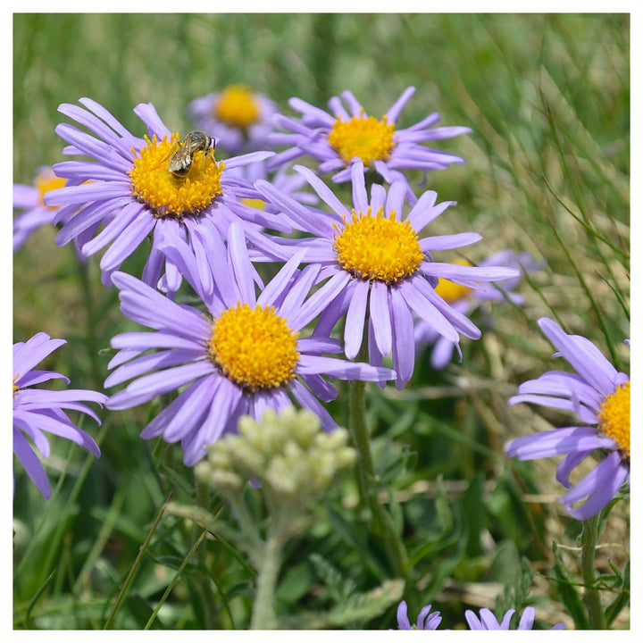 Aster Alpinus Flower Seeds – Heirloom, Non-GMO Alpine Garden Blooms | Neera Seeds product photo [neera-v4-89ba291d23614f90ad53]