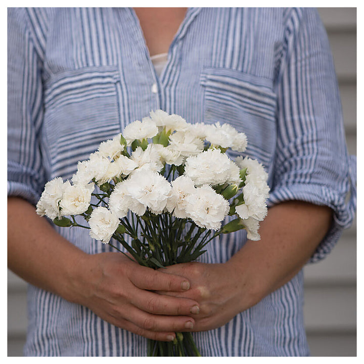 Heirloom White Carnation Flower Seeds for Planting – Non-GMO Fresh Blooming Organic Garden Seeds, High Germination | Neera Seeds product photo [neera-v4-89bbae87c988fa4bc2ac]