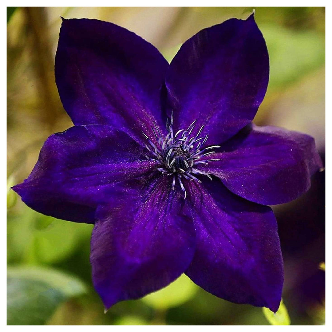 Sweet Clematis For Planting Clematis Terniflora For Trellis Gardens And Fences Flower Seeds for | Neera Seeds product photo [neera-v4-89c24717ef58e60a0f75]