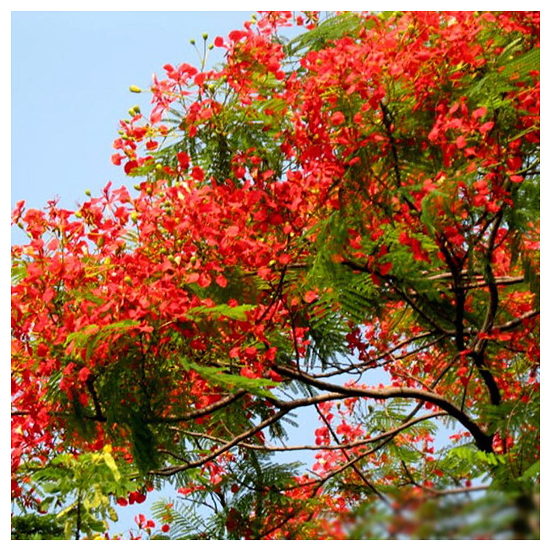 Brachychiton Acerifolius Flower Seeds for Planting – Heirloom, Non-GMO Organic Garden Seeds with High Germination | Neera Seeds product photo [neera-v4-89c2a0eb9737bf0a9f17]