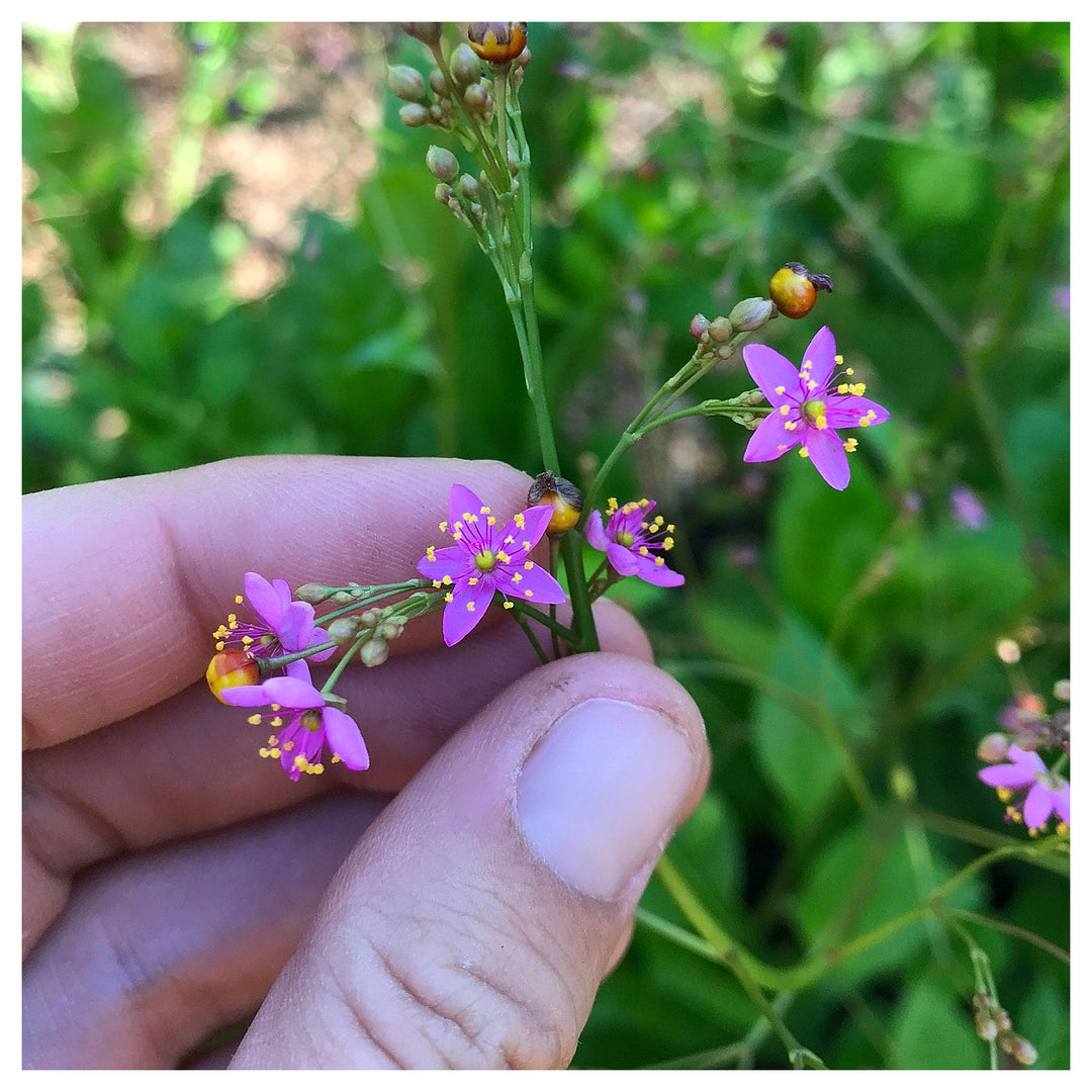 Talinum Paniculatum Plant Seeds for Planting – Heirloom, Non-GMO, Organic Garden Seeds, High Germination | Neera Seeds product photo [neera-v4-89c67cd8b273c32bbfac]