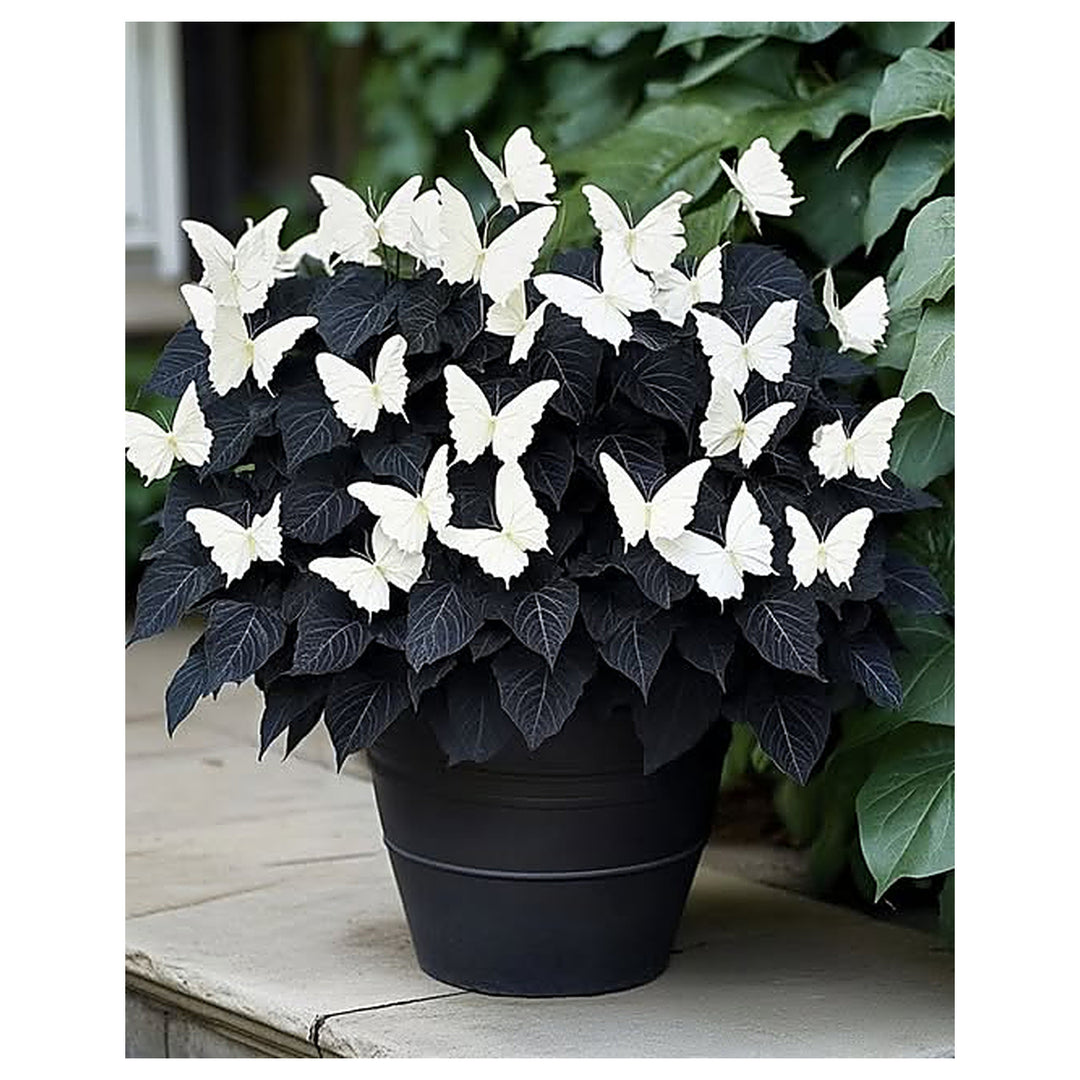 Moonlight Butterfly Begonia Flower – Black &amp; White Seeds for Planting | Heirloom Non-GMO High Germination Organic G | Neera Seeds product photo [neera-v4-89df432bfd54087f5082]