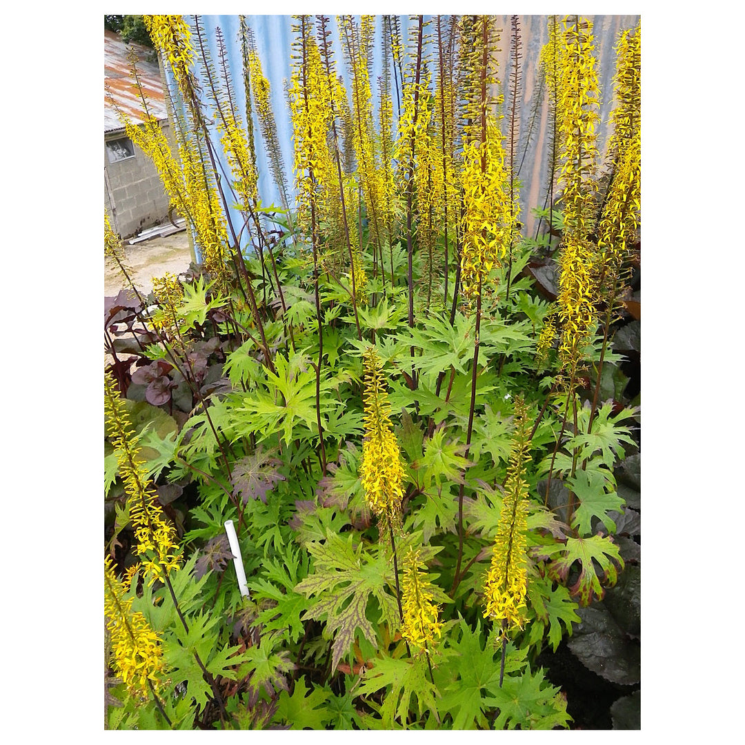 Heirloom Non-GMO Ligularia przewalskii Flower Seeds – Przewalski&