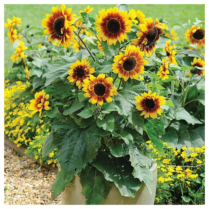 Heirloom Non-GMO Sunflower Bonsai Flower Seeds for Planting – Miniature Decorative Garden Blooms, High Germination | Neera Seeds product photo [neera-v4-89ec3c3ef8675e766045]