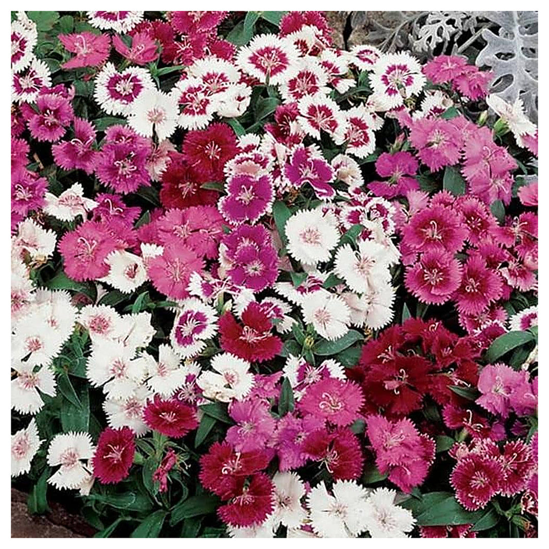 Red Desert Flower Ornamental Balcony Plants Planting Flower Seeds Home Garden Planting, | Neera Seeds product photo [neera-v4-89f58a8de09687e8574f]