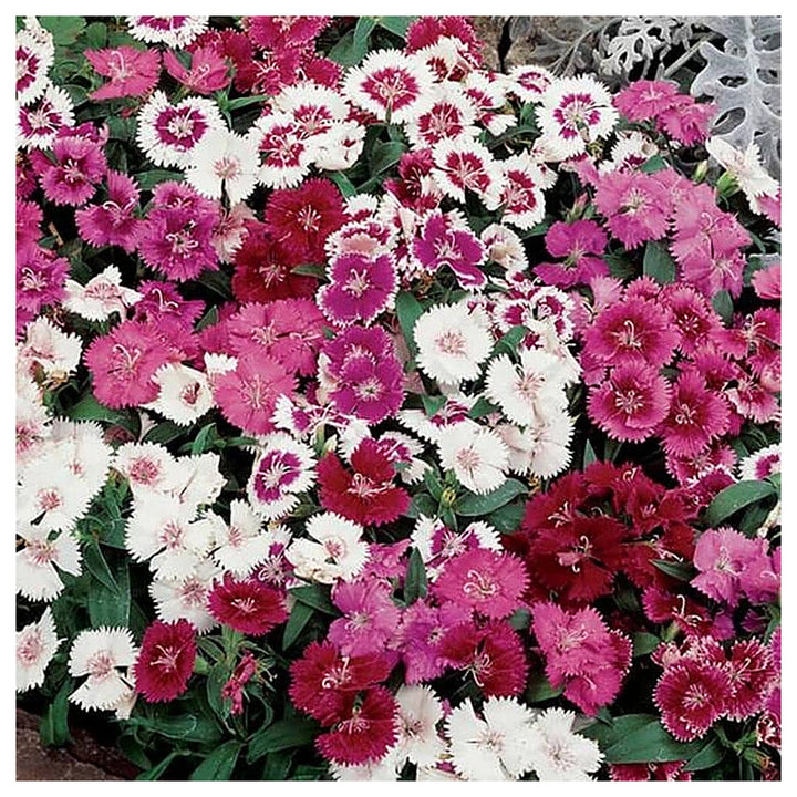 Red Desert Flower Ornamental Balcony Plants Planting Flower Seeds Home Garden Planting, | Neera Seeds product photo [neera-v4-89f58a8de09687e8574f]