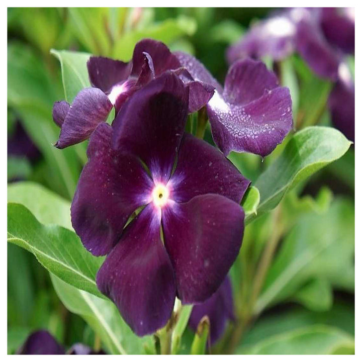 Vinca Flower Seeds for Planting – 100 pcs Heirloom Non-GMO High Germination Organic Garden Blooms | Neera Seeds product photo [neera-v4-89ff7fcfd8aabc9074e3]