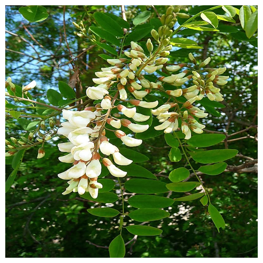 Robinia Flower Seeds for Planting – Fast-Growing Ornamental Tree Seeds | Neera Seeds product photo [neera-v4-8a077b85bb26528c14c9]