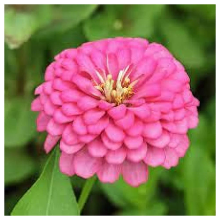Light Pink Zinnia Flower Seeds for Planting – Heirloom, Non-GMO, High Germination Organic Garden Seeds | Neera Seeds product photo [neera-v4-8a0f48e8f365590c01d0]