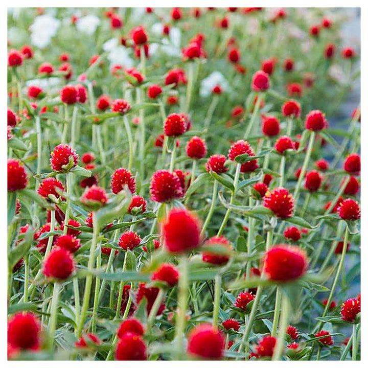 Heirloom Gomphrena Seeds – Non-GMO Flower Seeds for Planting, High Germination Organic Garden Seeds | Neera Seeds product photo [neera-v4-8a28783095d8f40c9f6f]