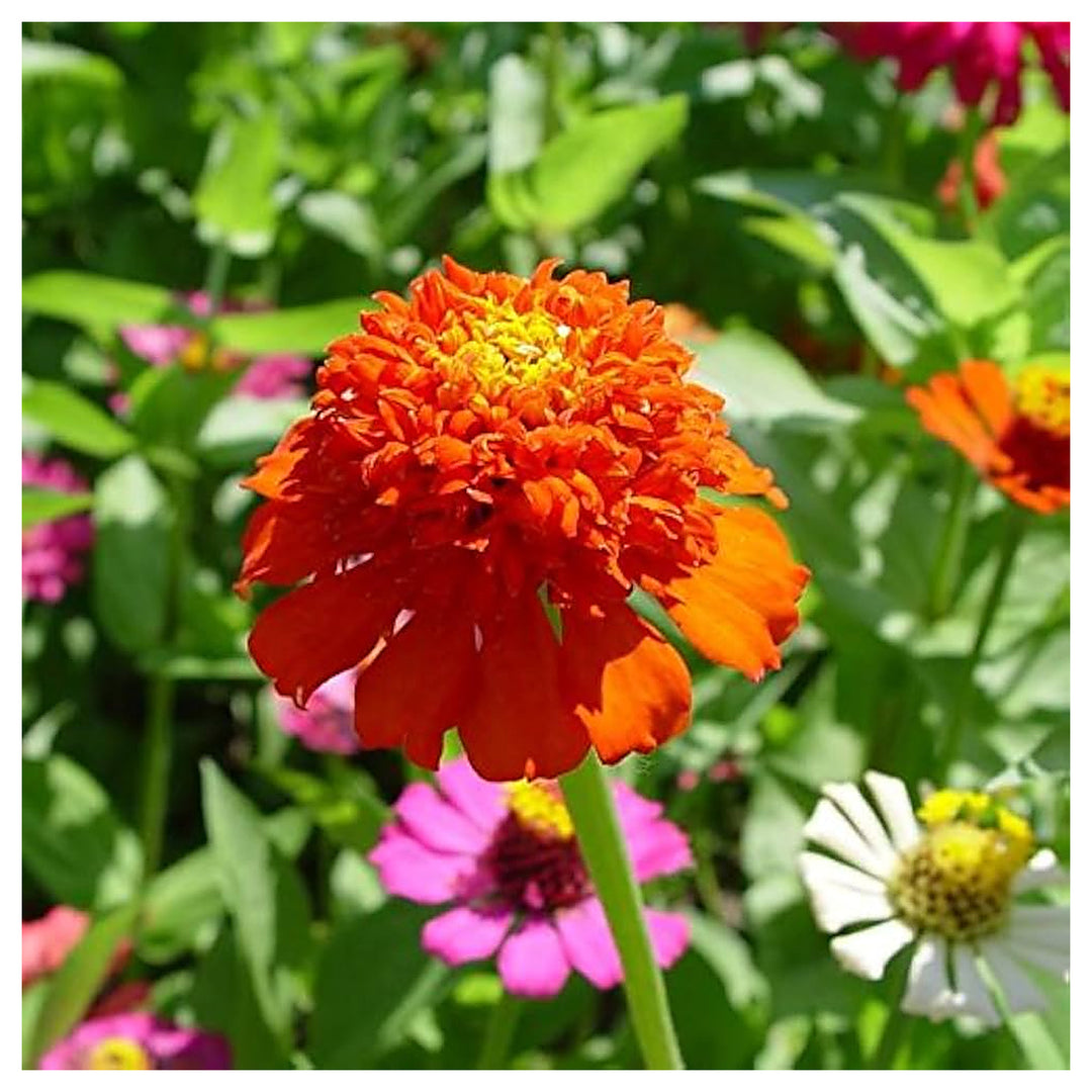 Red Rare French Marigold Solar F Hybrid Imported Flower Seeds Home Garden Planting, Decorative | Neera Seeds product photo [neera-v4-8a2f7dd8b617f27f66b3]