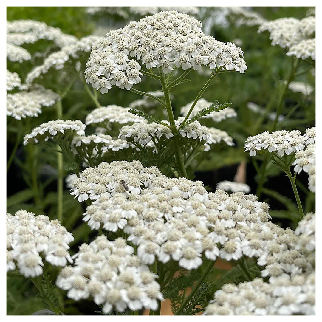Achillea White Flower Seeds for Planting – Organic, Heirloom, Non-GMO Seeds | Neera Seeds product photo [neera-v4-8a317260c22d7eb6e38b]