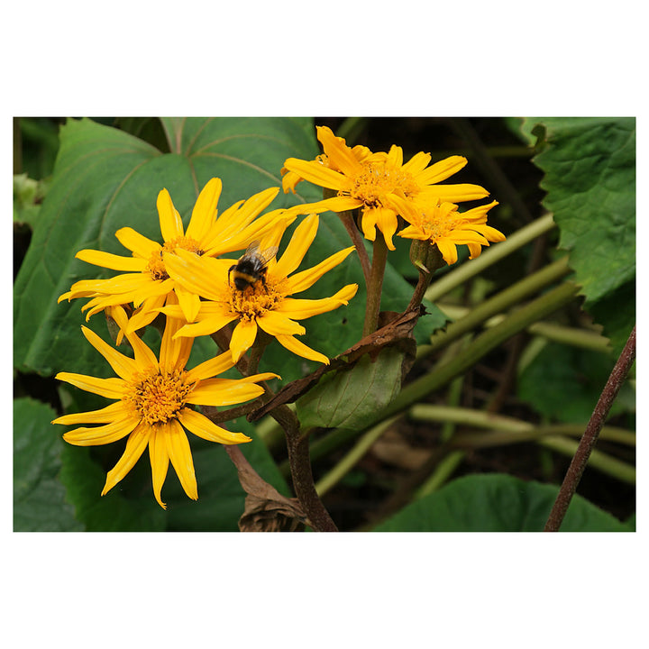 Heirloom Ligularia Dentata Flower Seeds, Non-GMO Bold Foliage and Blooms for Shaded Garden Planting | Neera Seeds product photo [neera-v4-8a3c28971cfc1743b019]