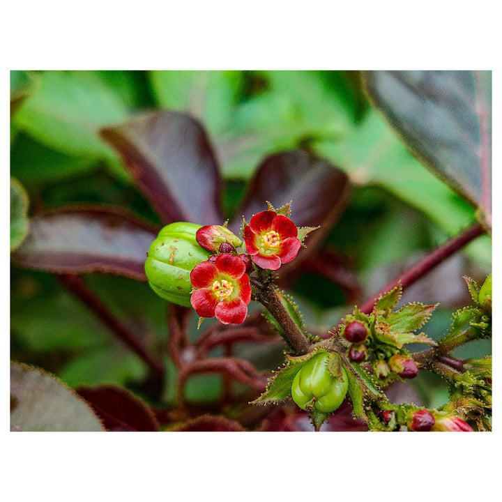 Organic Red Bellyache Bush Plant Seeds for Planting – Heirloom, Non-GMO | Neera Seeds product photo [neera-v4-8a4592d7e0e25c2d7ba3]