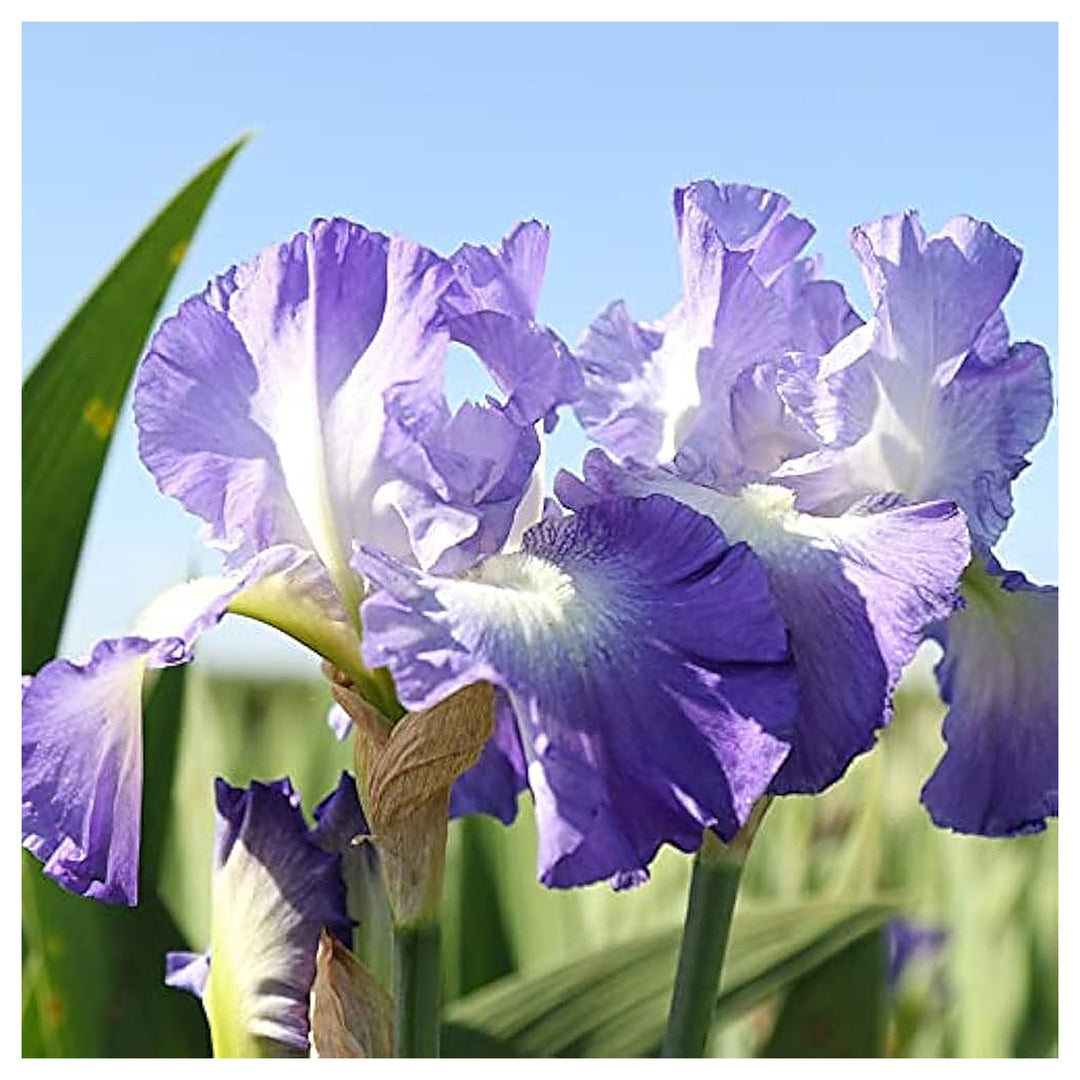 Iris Perennial For Planting Iris Spp For Flower Beds And Ornamental Gardens Flower Seeds for Home | Neera Seeds product photo [neera-v4-8a4cfbd6f7f545eb1328]