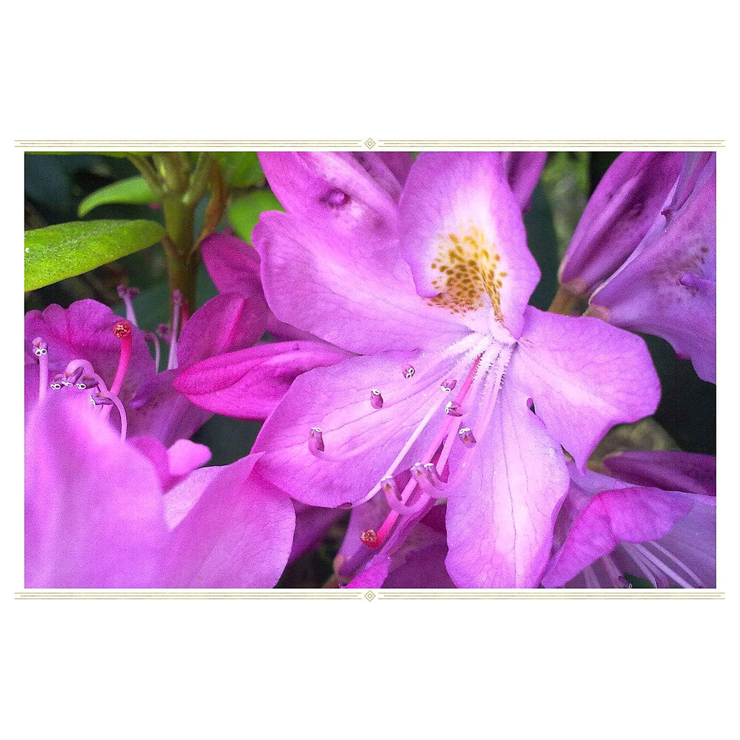 Purple White Azalea Flower Seeds for Planting – Heirloom, Non-GMO, High Germination, Organic Garden Seeds | Neera Seeds product photo [neera-v4-8a54e92c1e02a8b51551]