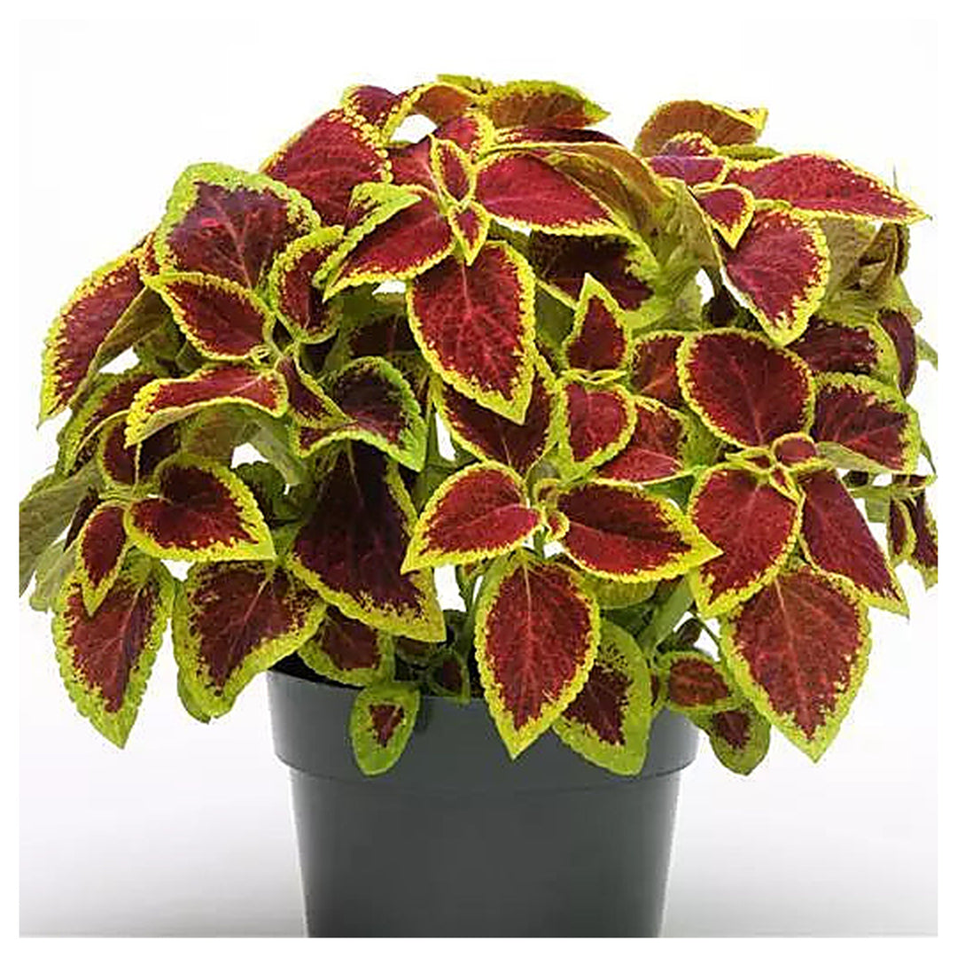 Heirloom Coleus Sun Crimson Gold Flowering Seeds for Planting – Non-GMO, High Germination Organic Garden Seeds | Neera Seeds product photo [neera-v4-8a5cc0df954644ab1947]