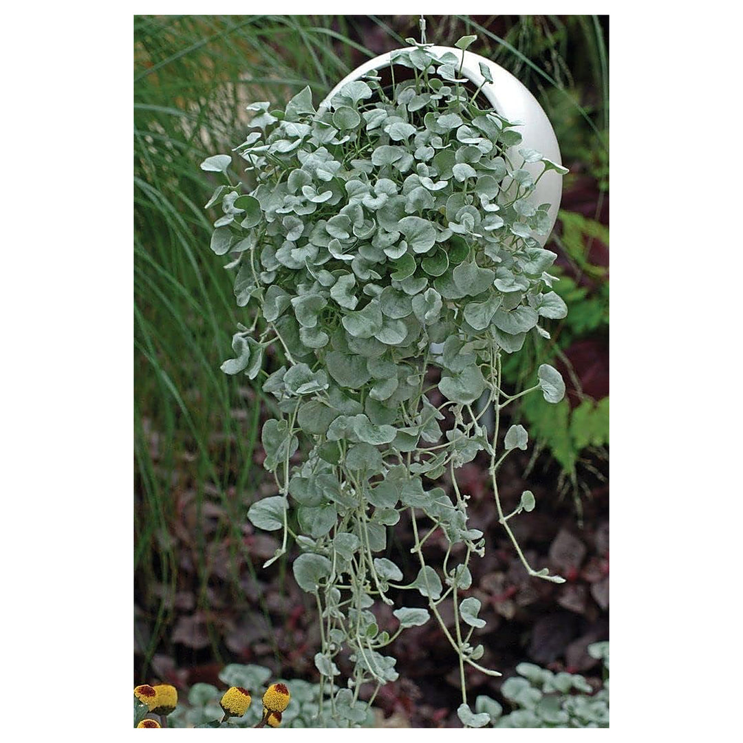 Heirloom Non-GMO Dichondra Repens Plant Seeds For Planting Ground Cover Lawn Seeds High Germination Organic Garden  | Neera Seeds product photo [neera-v4-8a72830a73b0ae3dc1dc]