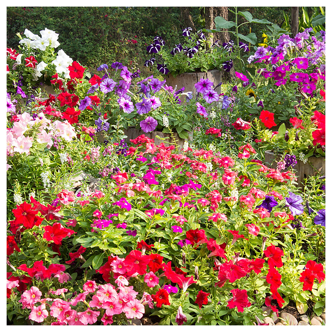 Heirloom Mixed Color Hanging Garden Petunia Beautiful Garden Plants Flower Seeds Home | Neera Seeds product photo [neera-v4-8a7d9cf09abdd944f2c1]