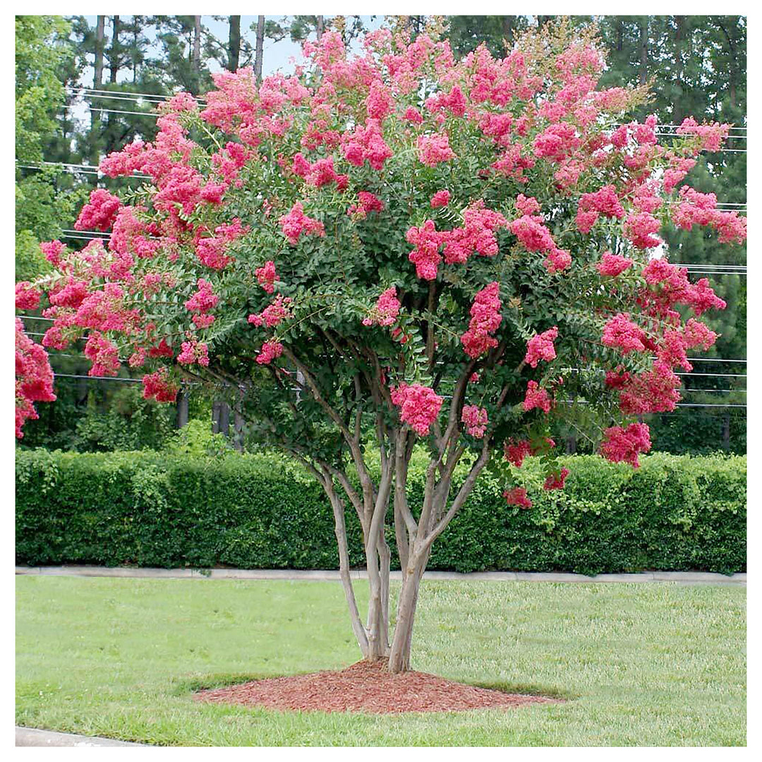 Rhododendron Rose Flower For Planting Flower Seeds for Home Garden Planting, Ornamental Organic | Neera Seeds product photo [neera-v4-8a8999085d62a096434e]