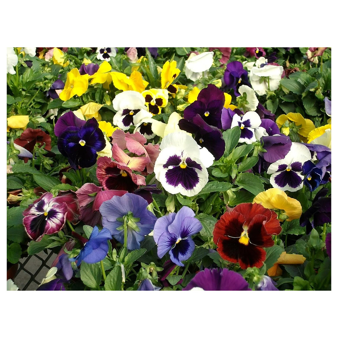 Heirloom Pansy Swiss Flower Seeds for Planting, Non-GMO | Neera Seeds product photo [neera-v4-8a900b8cf5a82c066baa]