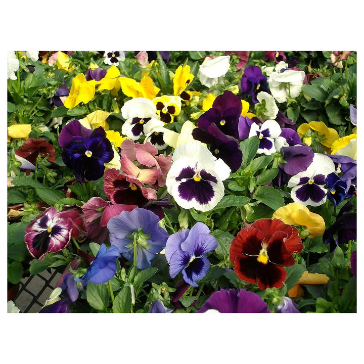 Heirloom Pansy Swiss Flower Seeds for Planting, Non-GMO | Neera Seeds product photo [neera-v4-8a900b8cf5a82c066baa]