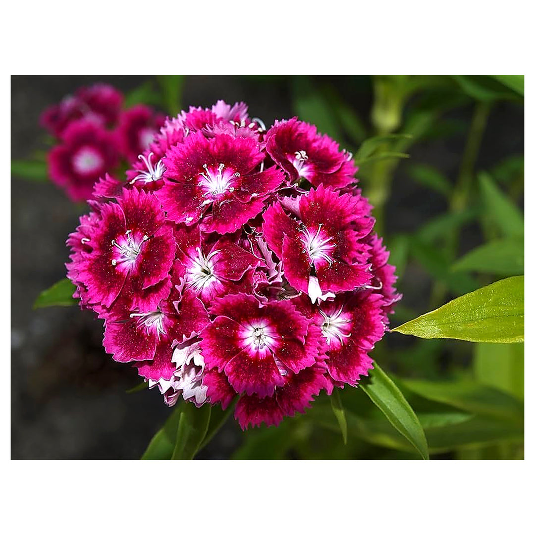 Colorful Carnation Dianthus Caryophyllus For Yard Patio Flower Seeds for Home Garden Planting, | Neera Seeds product photo [neera-v4-8aa32dd531e9adc126aa]