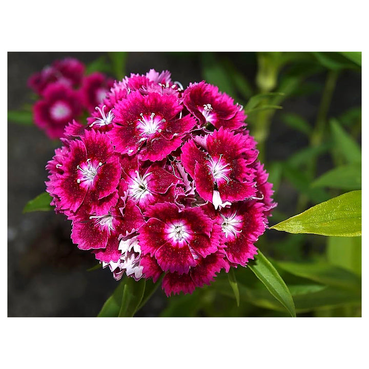 Colorful Carnation Dianthus Caryophyllus For Yard Patio Flower Seeds for Home Garden Planting, | Neera Seeds product photo [neera-v4-8aa32dd531e9adc126aa]