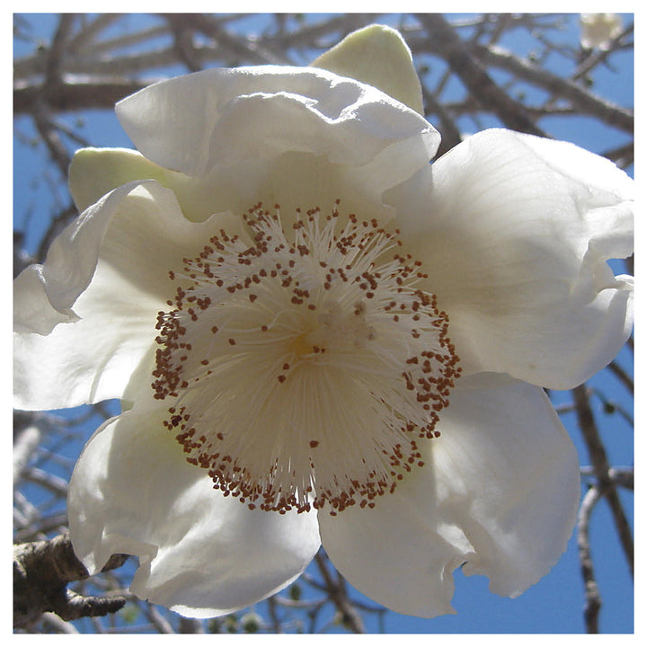 Heirloom Non-GMO Adansonia Digitata Flower Seeds for Planting – Exotic Baobab Tree Seeds for Unique Gardens | Neera Seeds product photo [neera-v4-8ac507be279d5dff681c]