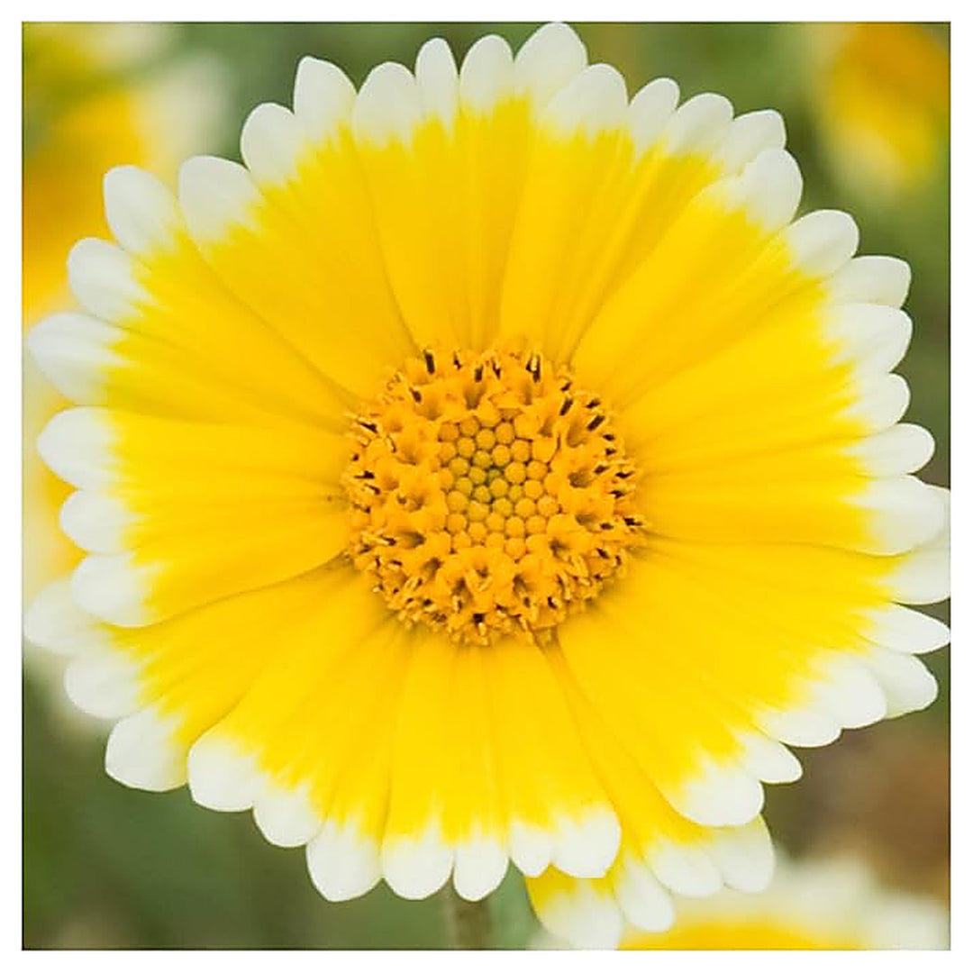 Tidy Tips Layia Platyglossa Flower For Planting Native Wildflower For Pollinator Gardens | Neera Seeds product photo [neera-v4-8ac6422f2d8a83bde2ba]