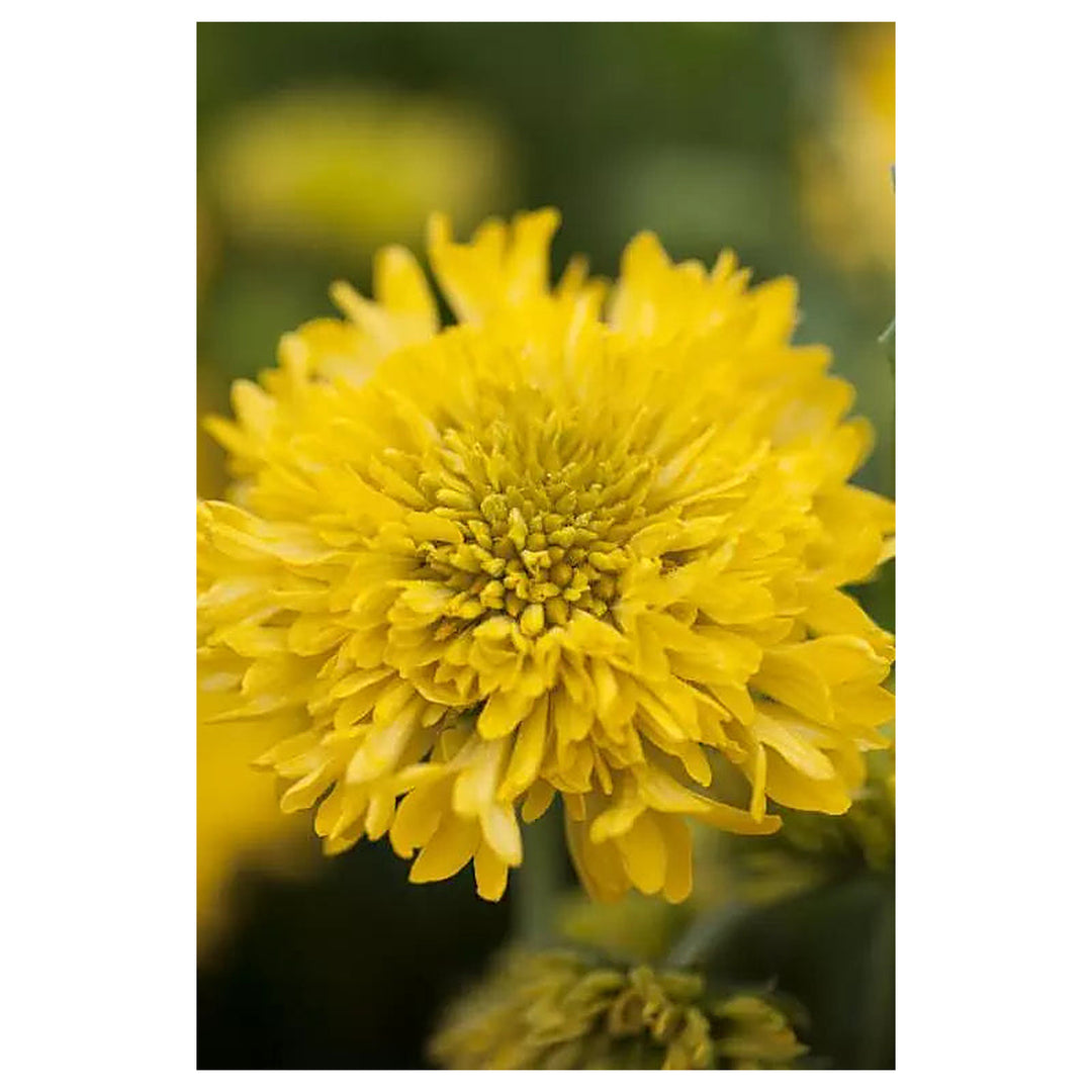 Heirloom Non-GMO Gaillardia Sundance Flower Seeds – Bold Garden Blooms | Neera Seeds product photo [neera-v4-8ad18f0100e0d54bd2a0]