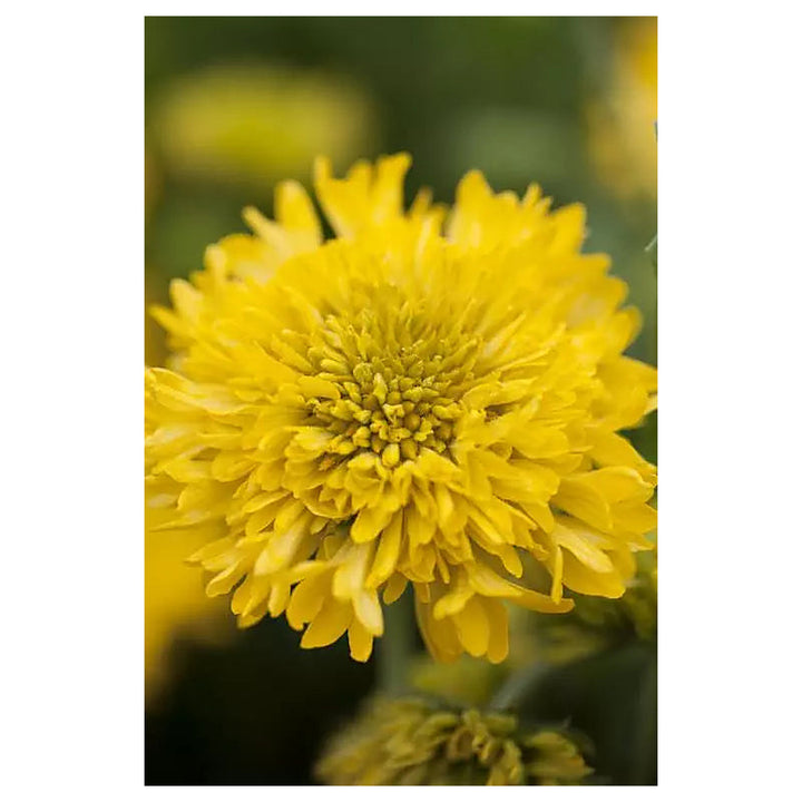 Heirloom Non-GMO Gaillardia Sundance Flower Seeds – Bold Garden Blooms | Neera Seeds product photo [neera-v4-8ad18f0100e0d54bd2a0]