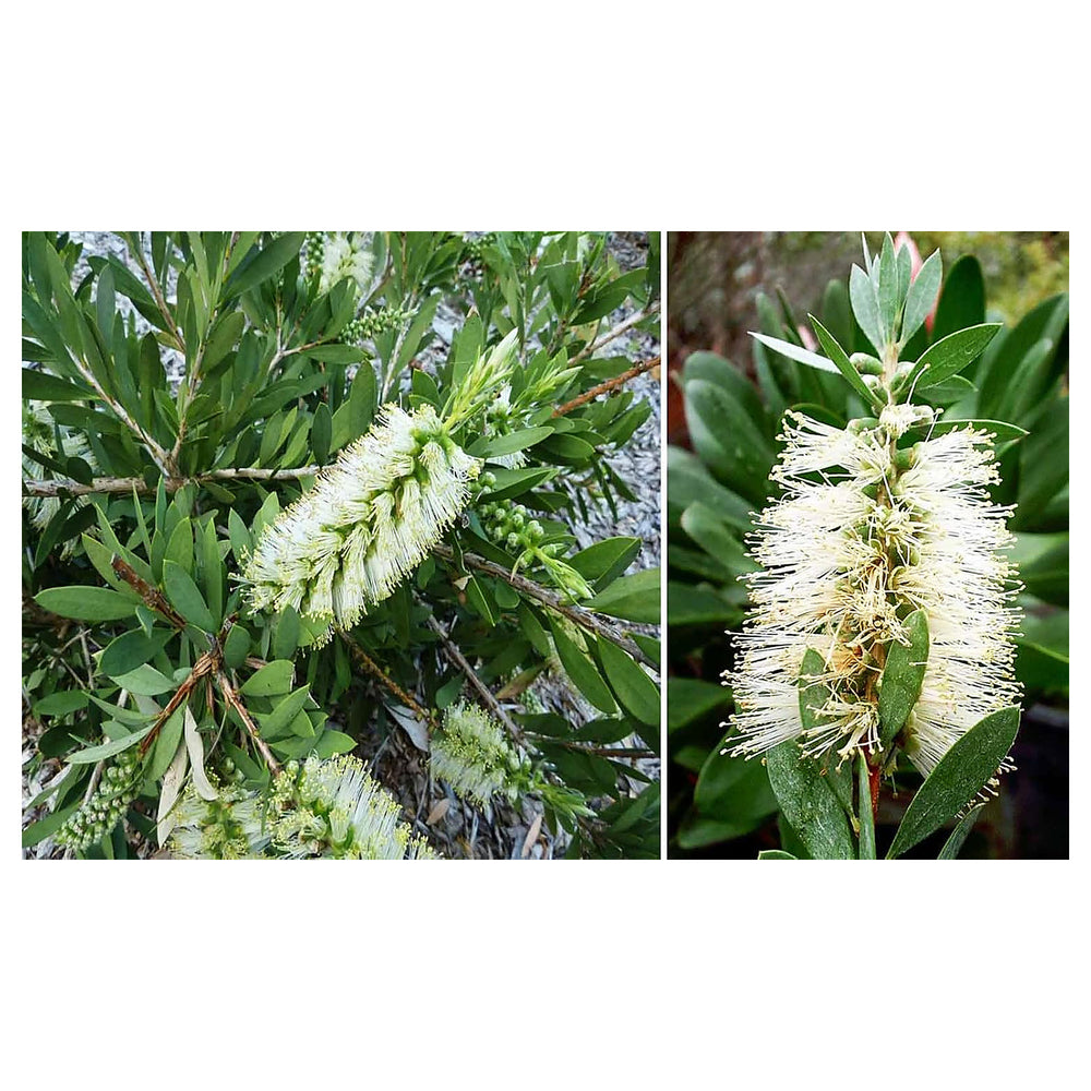 Heirloom Non-GMO White Callistemon Flower Seeds for Garden Planting – High Germination Organic Garden Seeds | Neera Seeds product photo [neera-v4-8ad32da252b65686484c]