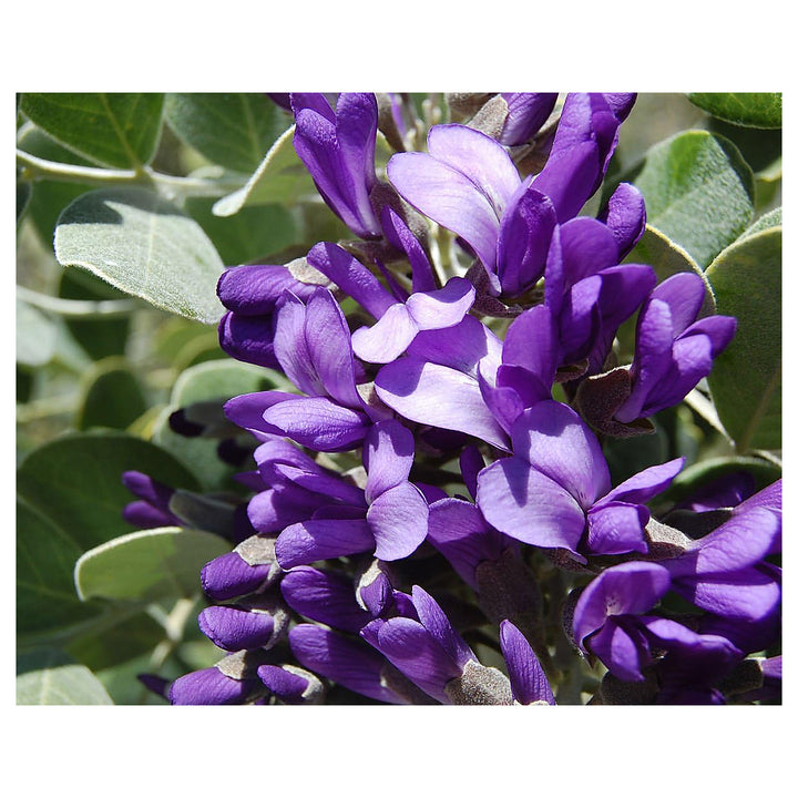 Secundiflora Flower SHeirloom Secundiflora Flower Seeds Non-GMO for Garden Planting Rare Ornamental bloomseeds Heir | Neera Seeds product photo [neera-v4-8ad3fcc9e048644802f8]