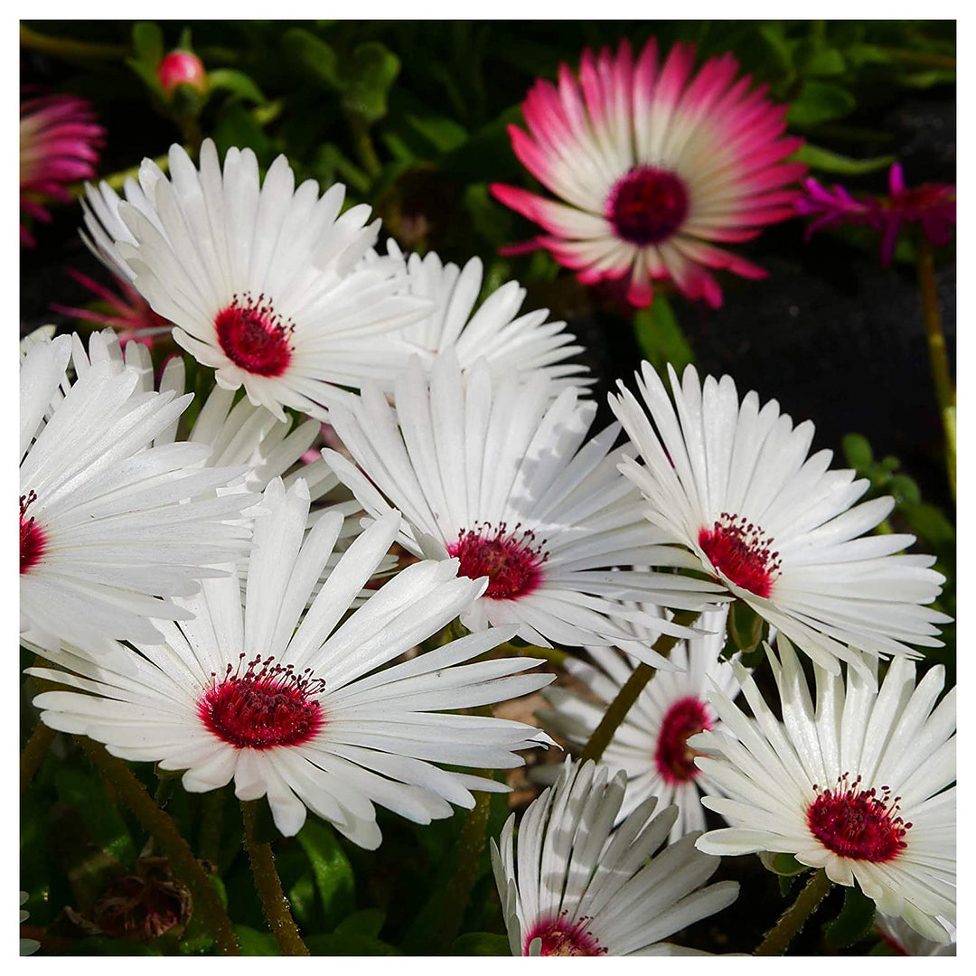 Livingstone Daisy Mesembryanthemum Planting Flower Bed Flower Seeds Home Garden | Neera Seeds product photo [neera-v4-8ada43dc7ece090aba14]