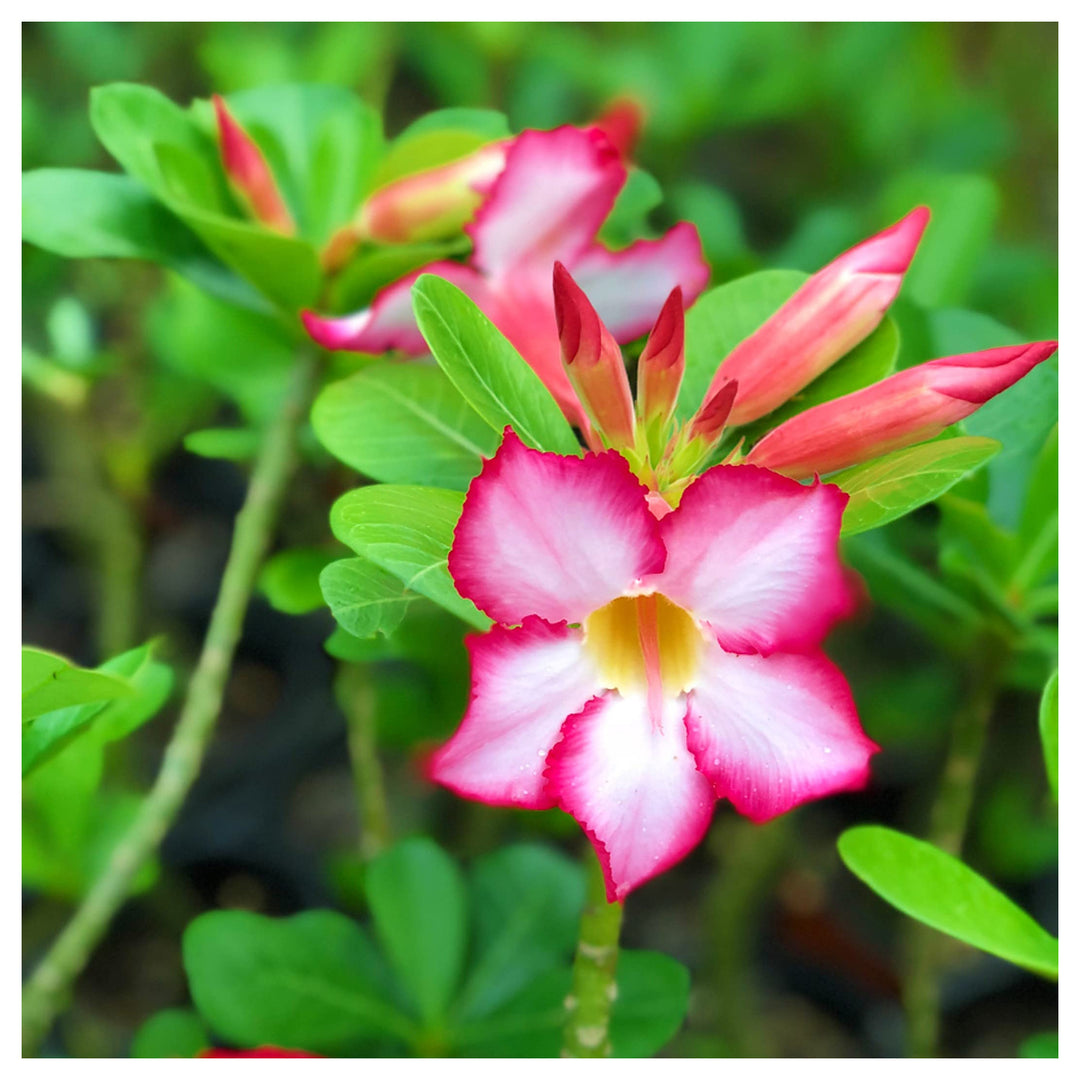 Pink Morning Glory Desert Rose Planting Adenium Obesum Heirloom Non Gmo Flower Seeds Home | Neera Seeds product photo [neera-v4-8adb5c5e0e33a8057f72]