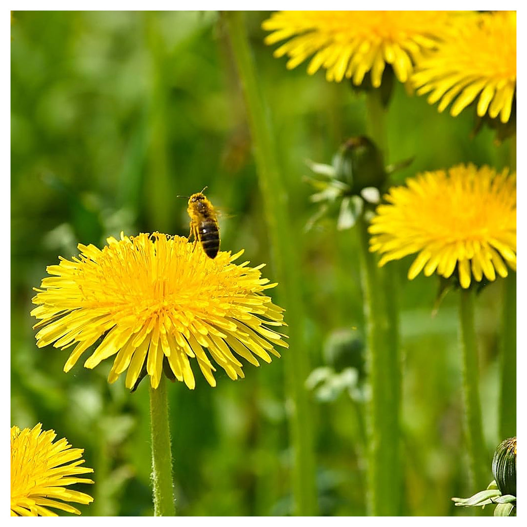 Dandelion Planting Garden Flower Seeds Home Garden Planting, Landscape Organic Blooming | Neera Seeds product photo [neera-v4-8af16574579a7afaed13]
