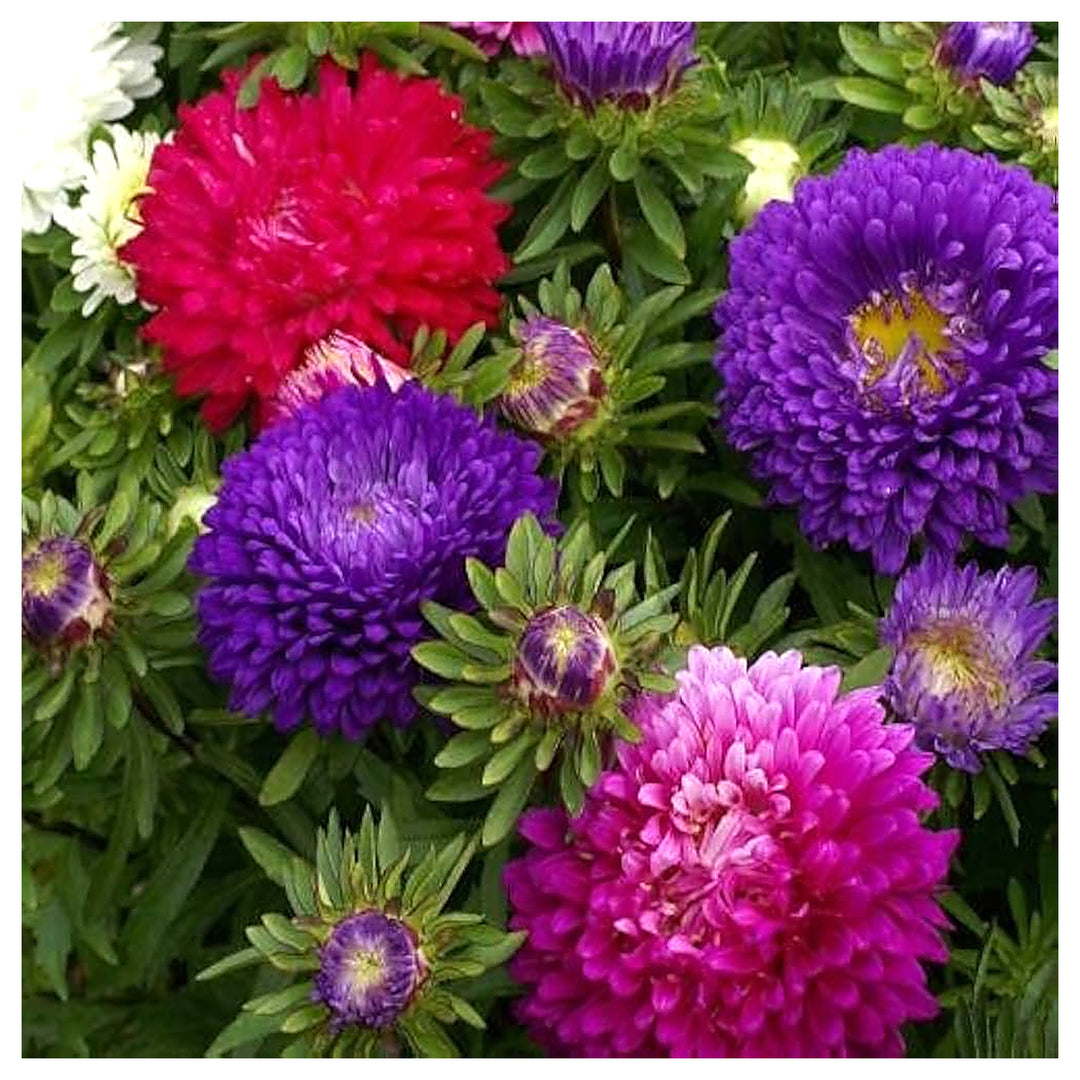 White Half Fresh Aster Milady Colorful Fall Gardens Flower Seeds Home Garden Planting, | Neera Seeds product photo [neera-v4-8b081724aefe6880294a]