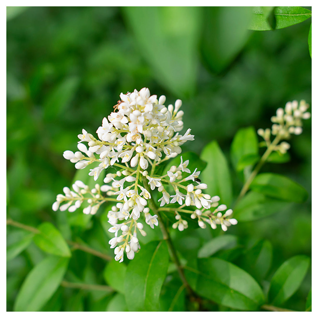 Heirloom Non-GMO White Privet Flower Seeds for Planting – Fragrant Hedges & Organic Garden Blooms | Neera Seeds product photo [neera-v4-8b0ad3ea9308ec140fe6]