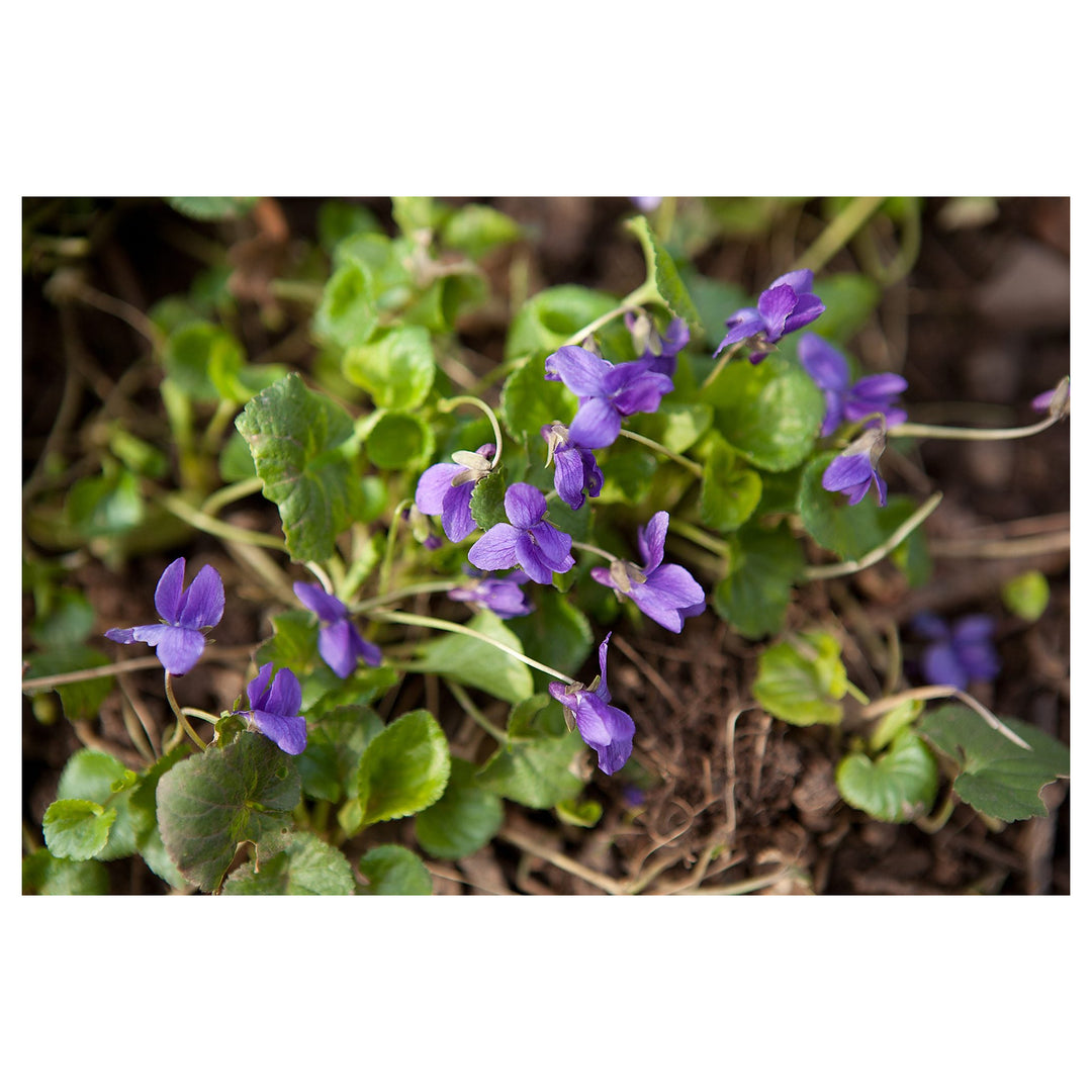 Viola Odorata Purple Plant Seeds for Planting – Heirloom Non-GMO High Germination Organic Garden Seeds | Neera Seeds product photo [neera-v4-8b0d3031203d6190262f]