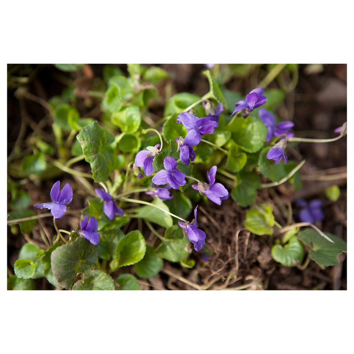 Viola Odorata Purple Plant Seeds for Planting – Heirloom Non-GMO High Germination Organic Garden Seeds | Neera Seeds product photo [neera-v4-8b0d3031203d6190262f]