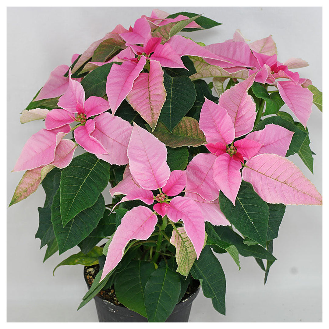 Heirloom Light Pink Euphorbia Pulcherrima Flower Seeds for Planting, Non-GMO | Neera Seeds product photo [neera-v4-8b0e45622a1fc56895ac]